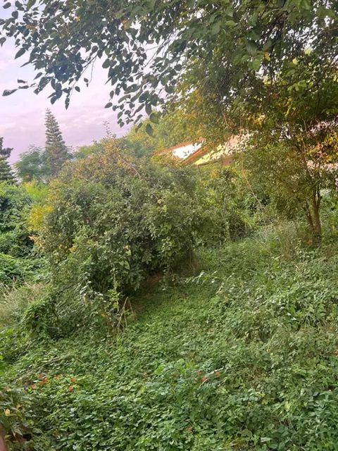 خرید زمین در شمال و مازندران — خرید — آپارتمان — زمین ۱۰۰۰ متری مسکونی قابل تفکیک با ویو ابدی جنگل | چلک — 1000 متر — مازندران — املاک میراث