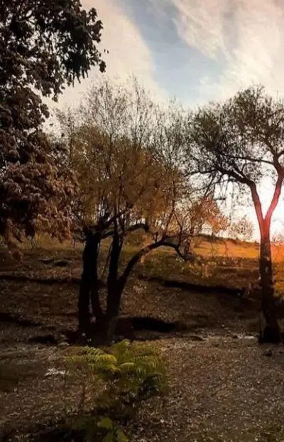 خرید — آپارتمان — زمین مسکونی سرنبش با مجوز ساخت و ویو جنگل در انارور نوشهر — 205 متر — نوشهر — املاک میراث